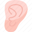 ear, hear, sensory, head, organ
