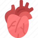 heart, cardiology, artery, organ, human