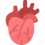 heart, cardiology, artery, organ, human 