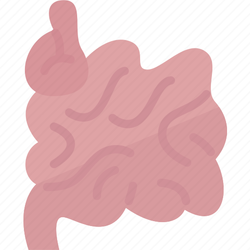 Intestines, small, digestive, organ, anatomy icon - Download on Iconfinder