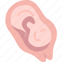placenta, womb, fetus, pregnant, gynecology