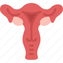 reproductive, female, cervix, ovarian, gynecology