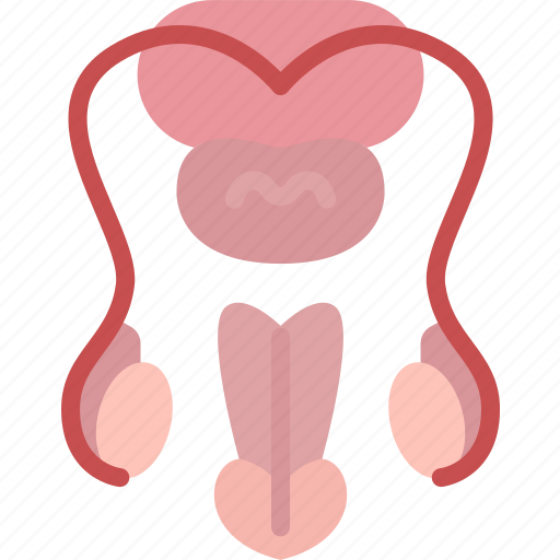 Reproductive, male, prostate, testis, anatomy icon - Download on Iconfinder
