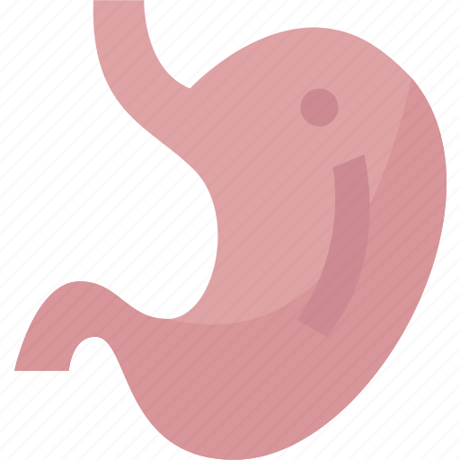 Stomach, digestion, abdomen, internal, anatomy icon - Download on Iconfinder