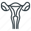 female, uterus, vagina, womb 
