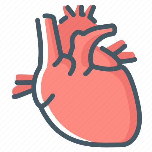 Anatomy, cardiology, heart, organ icon - Download on Iconfinder