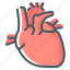 anatomy, cardiology, heart, organ 