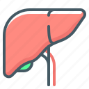 gall, liver, organ