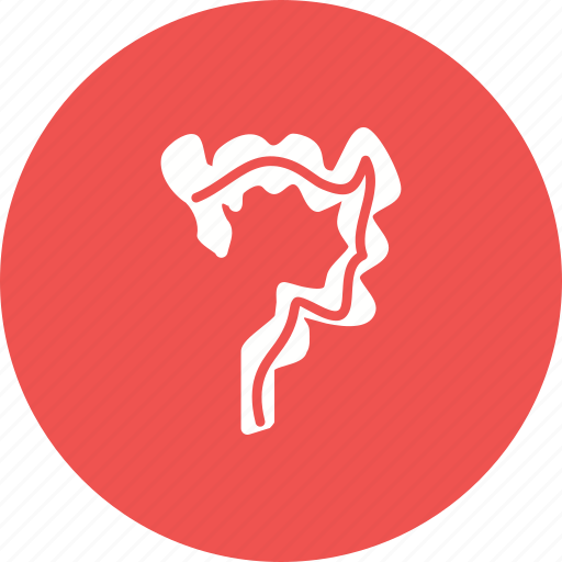 Body, health, intestine, intestines, rectum, small icon - Download on Iconfinder