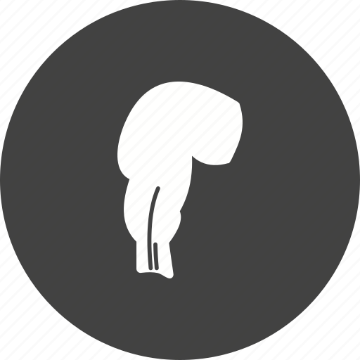Canal, health, human, intestine, medical, rectum icon - Download on Iconfinder