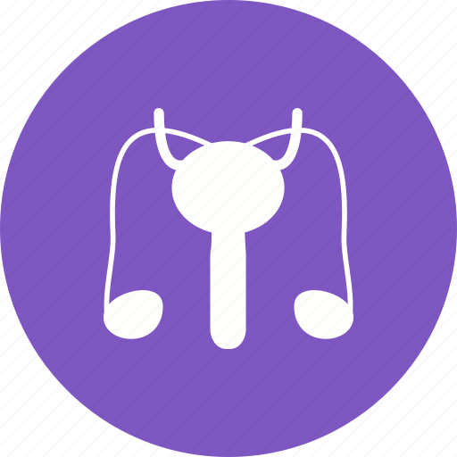 Anatomy, bladder, male, penis, reproductive, system icon - Download on Iconfinder