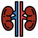 kidneys, medical, organ, urology