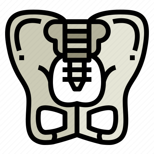 Body, human, medical, parts, pelvis icon - Download on Iconfinder