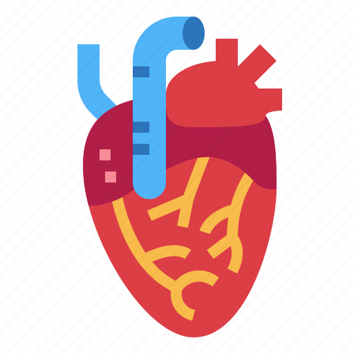 Heart, human, medical, organ icon - Download on Iconfinder