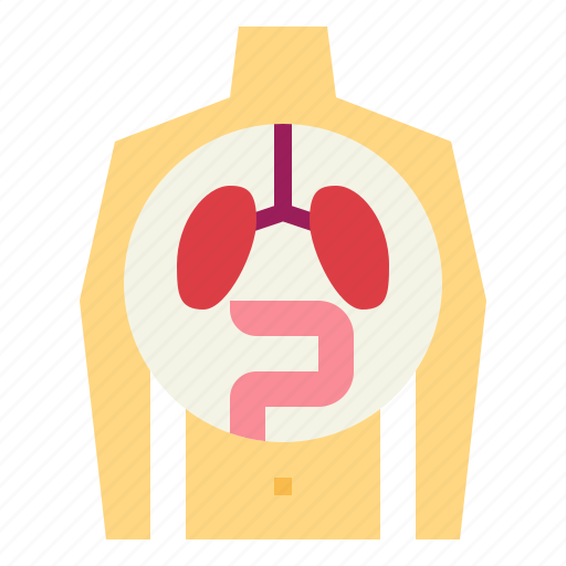 Human, medical, organ, physiology icon - Download on Iconfinder