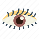 eye, eyeball, ophthalmology, visible
