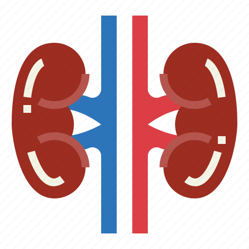 Kidneys, medical, organ, urology icon - Download on Iconfinder