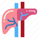 anatomy, liver, medical, organ