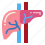 anatomy, liver, medical, organ 