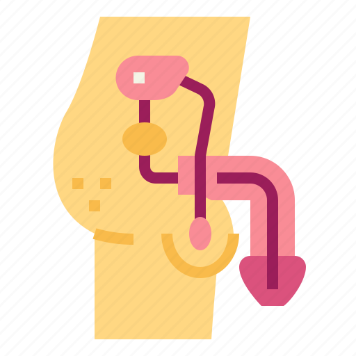 Anatomy, penis, reproductive, system, urology icon - Download on Iconfinder