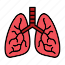 anatomy, lung, lungs, organ, respiratory, pulmonology, breath