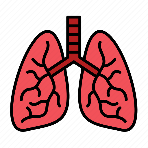 Anatomy, lung, lungs, organ, respiratory, pulmonology, breath icon - Download on Iconfinder