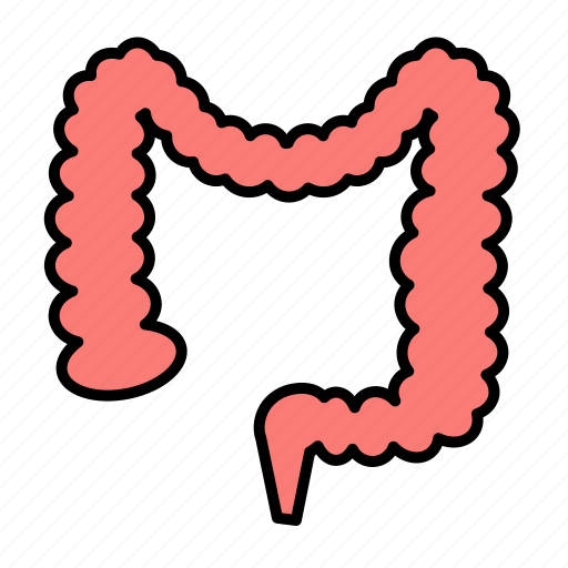 Bowel, colon, digestion, intestine, large, organ, medical icon - Download on Iconfinder
