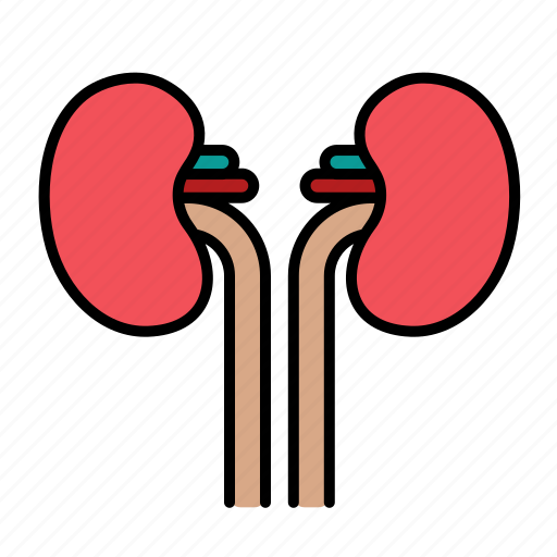 Anatomy, kidney, kidneys, organ, urinate, ureter, urology icon - Download on Iconfinder