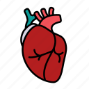 anatomy, blood, coronary, heart, organ, cardiology, human heart