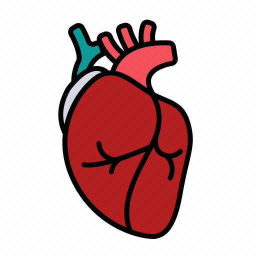 Anatomy, blood, coronary, heart, organ, cardiology, human heart icon - Download on Iconfinder