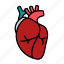 anatomy, blood, coronary, heart, organ, cardiology, human heart 