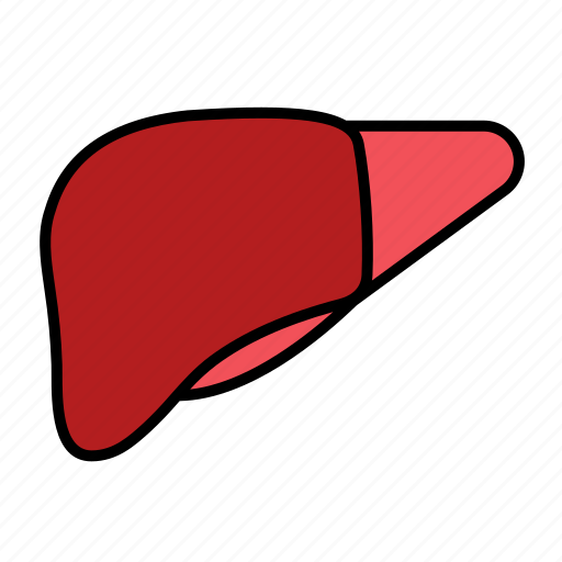 Liver, anatomy, organ, hepatology, hepatic, hepatic lobe, human icon - Download on Iconfinder