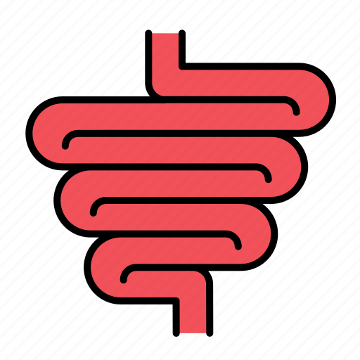 Anatomy, bowel, digestion, intestine, small, organ, entrails icon - Download on Iconfinder