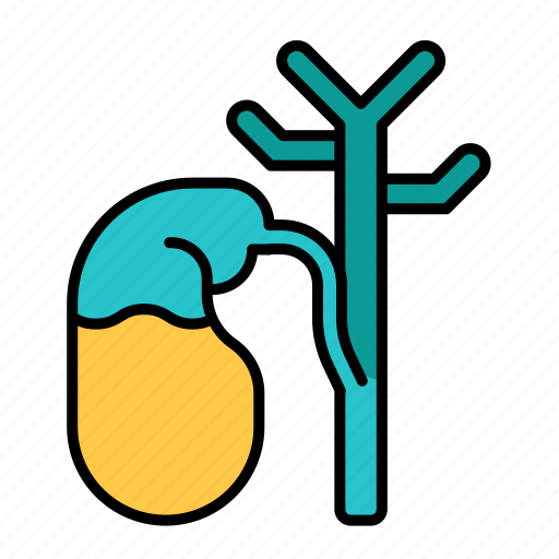 Body, digestive, gallbladder, organ, system, medica, bile icon - Download on Iconfinder