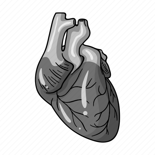 Anatomy, health, heart, human, medicine, organ icon - Download on Iconfinder