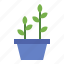 plant, leaves, indoor, hygge, potted plant 