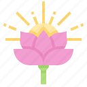 flower, india, lotus, plant