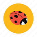 insect, ladybird