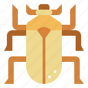 animal, beetle, bug, insect, scarab
