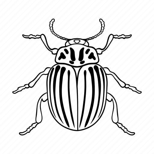 Animal, arthropod, beetle, bug, colorado, insect, zoo icon - Download on Iconfinder