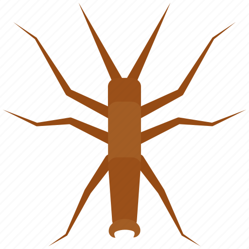 Insect, walking sticks, pest, bug icon - Download on Iconfinder