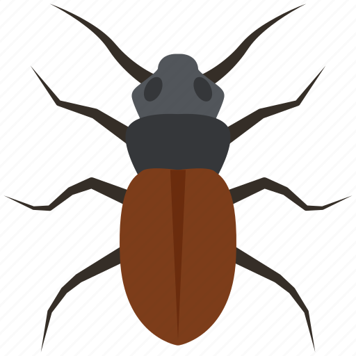 Insect, beetle, bug, pest, coleoptera icon - Download on Iconfinder