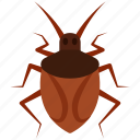 insect, tick, parasite, pest, beetle