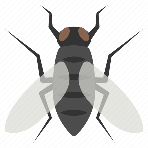 Insect, bug, fly, pest, housefly icon - Download on Iconfinder
