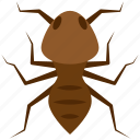 insect, ant, bug, pest, termite