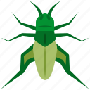 insect, bug, cricket, locust, grasshopper