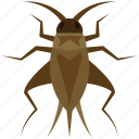 insect, bug, cricket, orthoptera, gryllidae