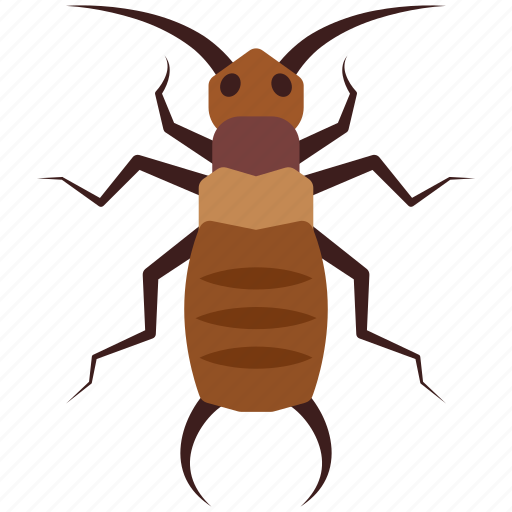Insect, earwig, firebrat, bug, pest icon - Download on Iconfinder