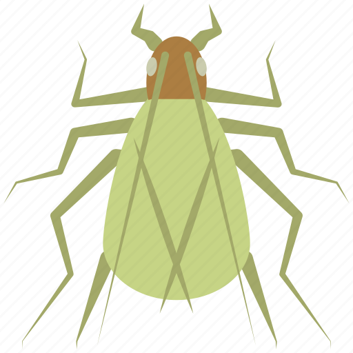 Insect, tree cricket, bug, fly icon - Download on Iconfinder