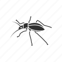 animal, bug, cockroach, insect, pest, ship cockroach, waterbug